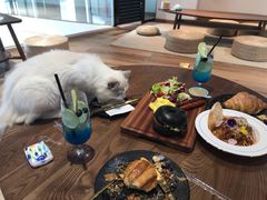 -瞄一喵猫咖(格力海岸店)