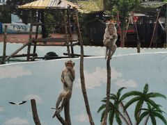 -西霞口神雕山野生动物世界