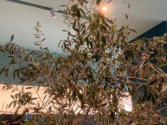 -Seesaw Coffee(深圳万象天地店)