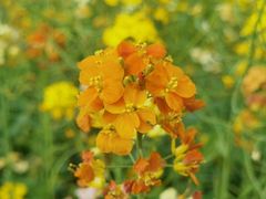 -瑶湖郊野森林公园