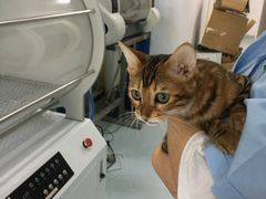 -汪喵宠物医院·骨科心脏影像·犬猫急重症ICU诊疗中心(成华分院)