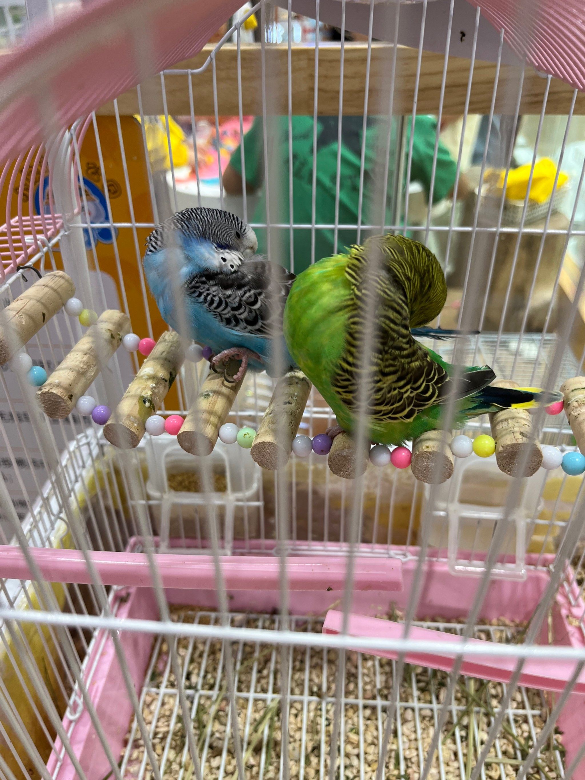 睡觉的小鹦鹉🦜