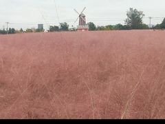 -羊亭河湿地公园