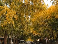 -三里屯东五街银杏大道