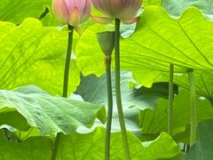 -陈家山荷花公园