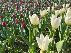 -长春公园(普阳街道)