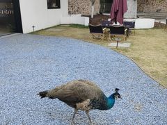 -J Create城市露营咖啡·简餐·宠物(上海动物园店)