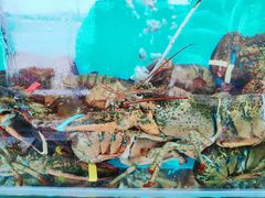 -港畔赶海蒸汽海鲜烧烤自助(仙螺岛店)