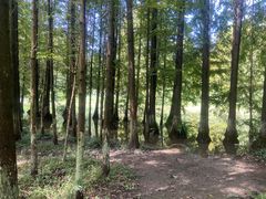 -桤木河湿地公园