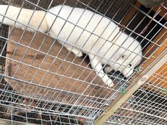 -宫城藏王狐狸村