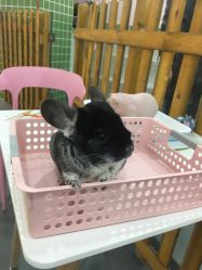 -Moni星球萌宠·小马宝莉·灵蛇·高端高阶全萌宠互动体验俱乐部(红豆国际广场店)