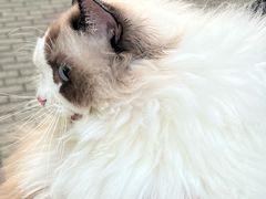 -瑞派康怡24h宠物医院·犬猫医疗中心·微创绝育(瑞景分院)