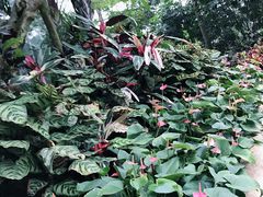 -南山植物园