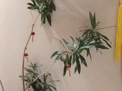 -修申骨雕小颜脊柱骨盆管理产后修复