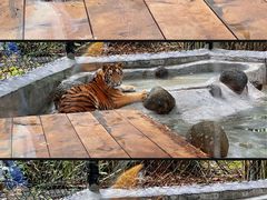 -海南热带野生动植物园
