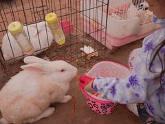 -前小桔亲子创意农场·草莓采摘·露营烧烤