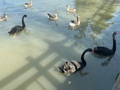 -溱湖国家湿地公园