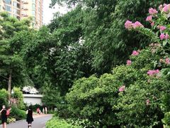 -晓港公园