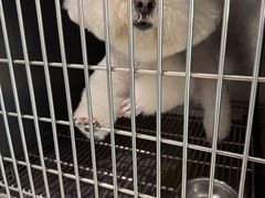 -瑞派申生动物医院·24H夜诊·国际动物医疗中心·骨外科(吴中路店)