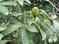 -华莱士·全鸡汉堡(海口学院店)