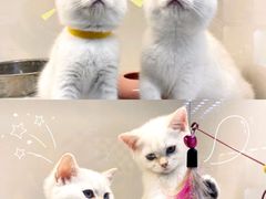 -lincat·猫舍(广州店)