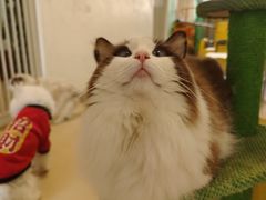 -猫在这儿猫咪咖啡馆·撸猫馆