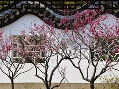 -梅花山(明孝陵内)
