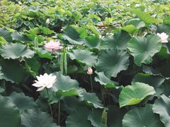-灞河西岸滨河公园