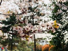 -西安青龙寺遗址景区