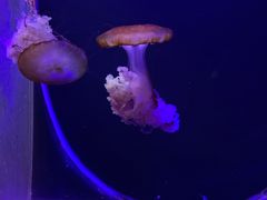 -大连圣亚海洋世界