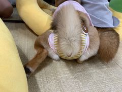 -逗柴咖啡屋·狗咖猫咖宠物桌游