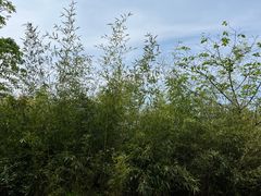 -马口生态公园