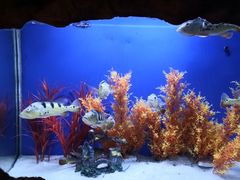 -洛阳龙门海洋馆