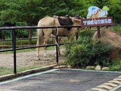 -合肥滨湖国家森林公园