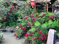 -青城甲(青城山店)