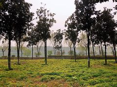 -洨河生态公园