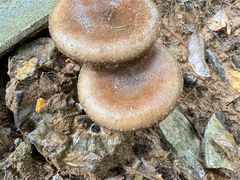 -西双版纳基诺山寨