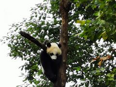 -都江堰中华大熊猫苑