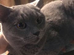 -猫猫幼稚园·撸猫·桌游·电玩