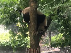 -都江堰中华大熊猫苑