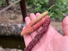 -呀路古热带植物园