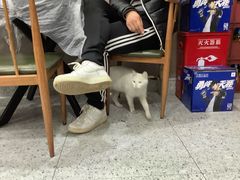 -蓝精灵饺子店