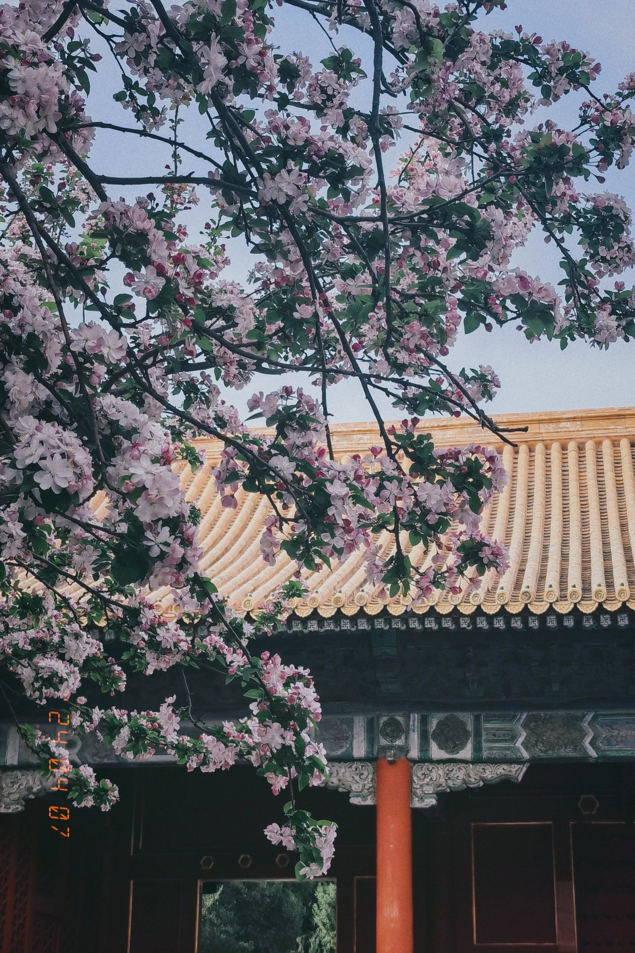 故宫文华殿的海棠花已上线