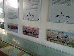 -盐城丹顶鹤湿地生态旅游区
