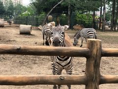 -大连森林动物园