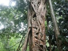 -西双版纳原始森林公园