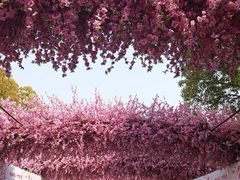 -南汇桃花村