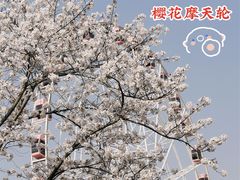 -顾村公园