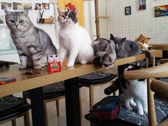 -平行世界·猫咖(首经贸店)