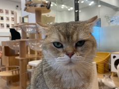 -有喵·猫咖·狗咖·30几只猫10只小狗(岗厦店)